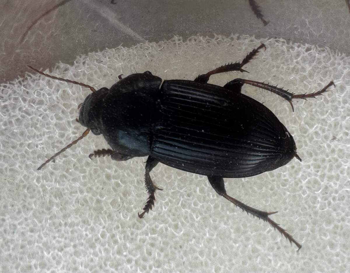 Tier im Agroforstsystem