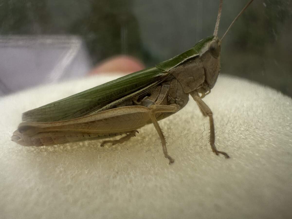 Tier im Agroforstsystem